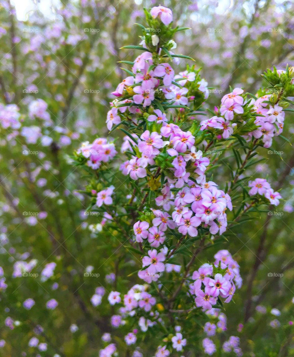 Australian bush flowers