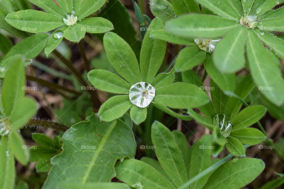 A drop