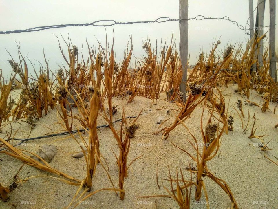 Dry beach grass