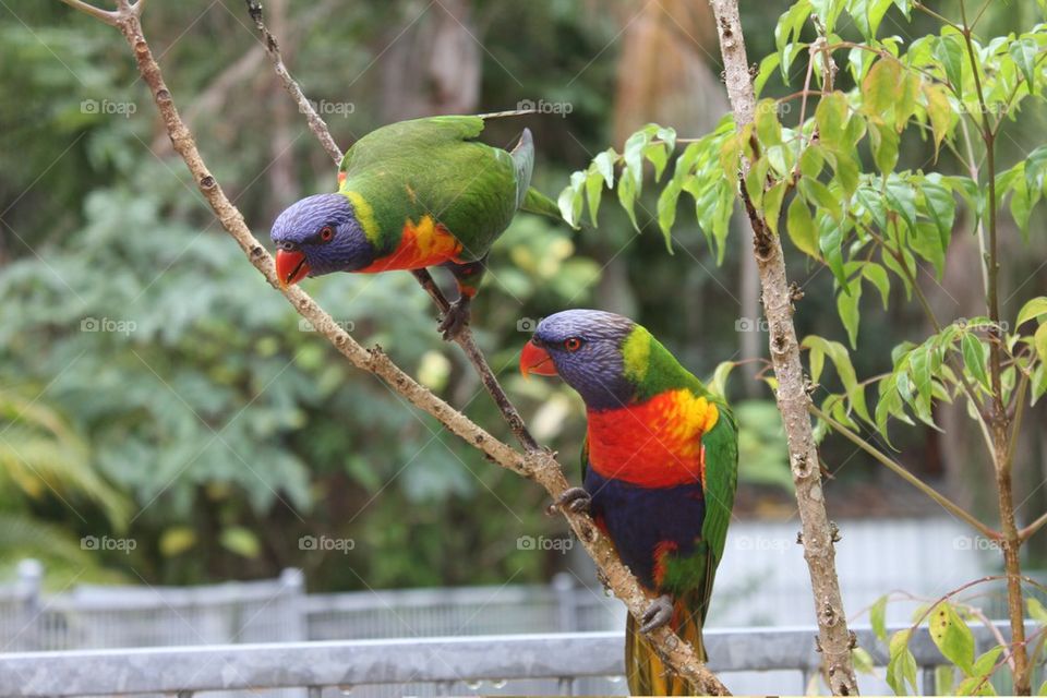 Pair of Rainbow Lorakeets