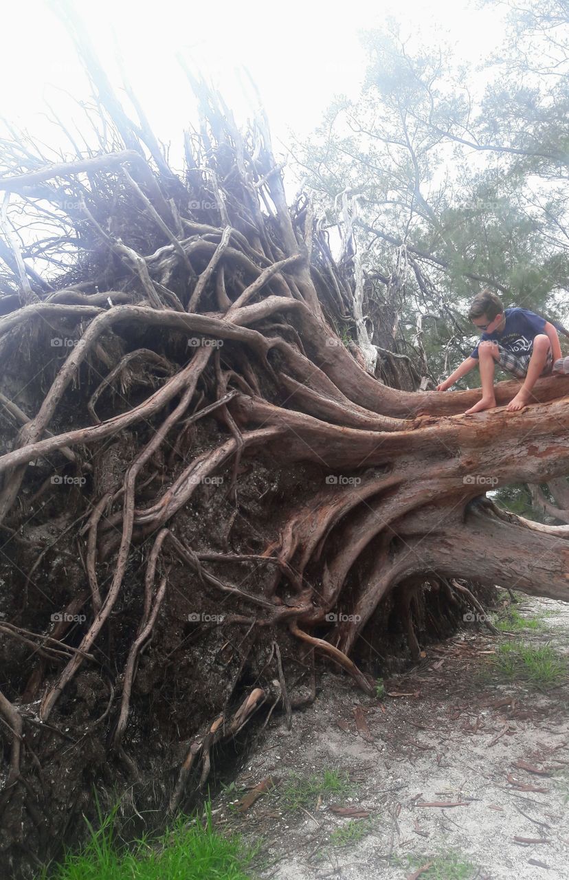 Playing on an Uprooted Tree