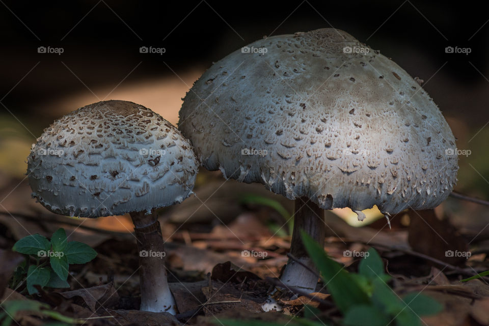 a close couple of mushrooms
