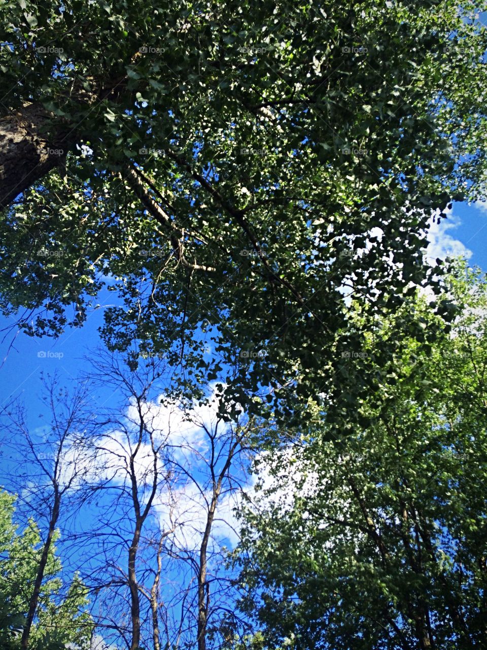 Trees and sky