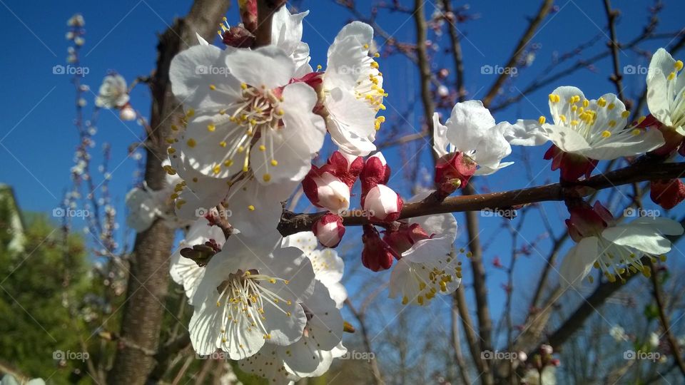 Branch of blossoming apricot.