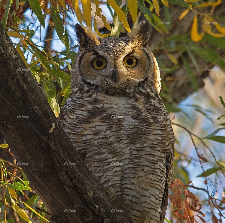 owl