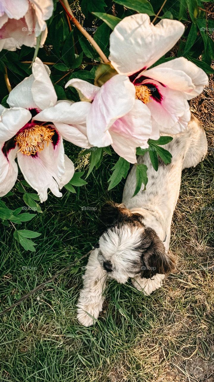 Tenderness series: pets. Dog and flowers 