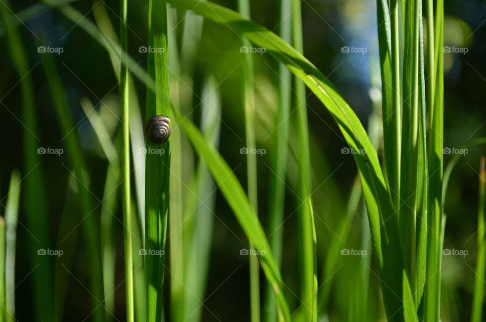 Small shell and grass on the sunlight