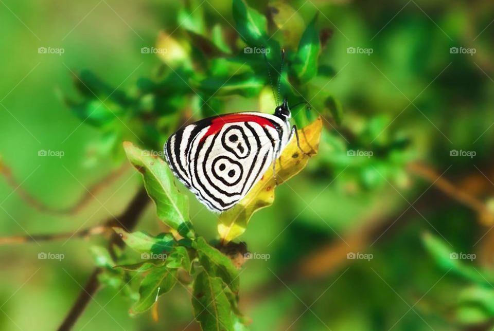 Nature, No Person, Butterfly, Summer, Leaf