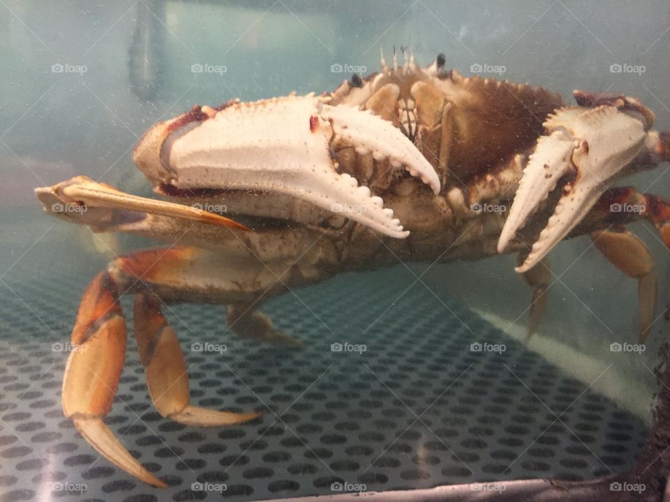 Crab 