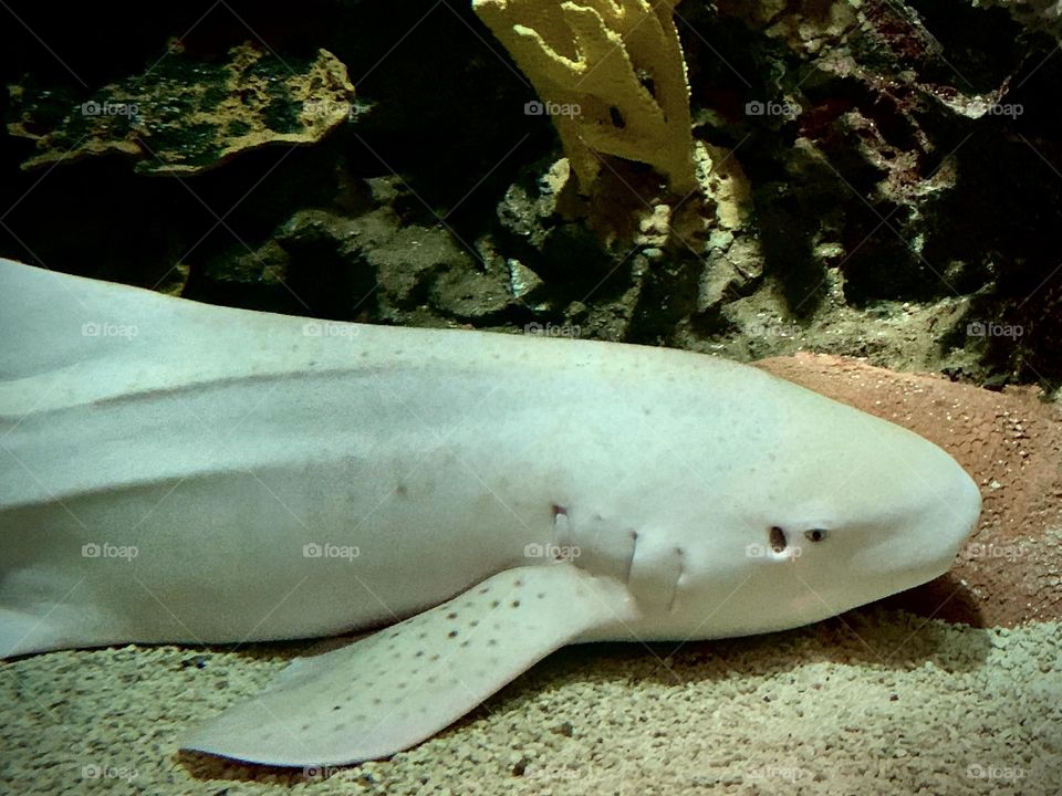 Awaken whitetip Reef Shark. 