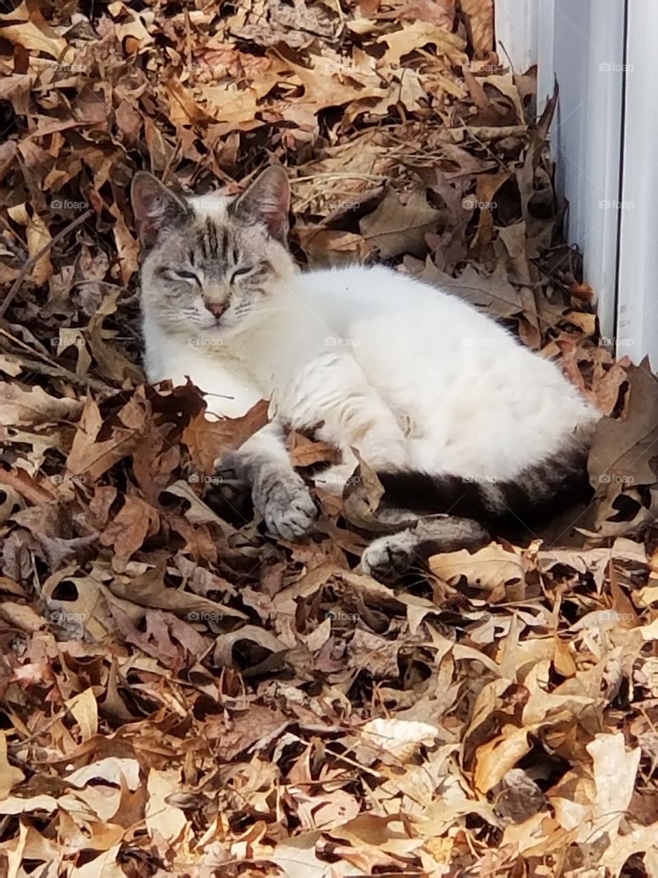 Cat in the leaves