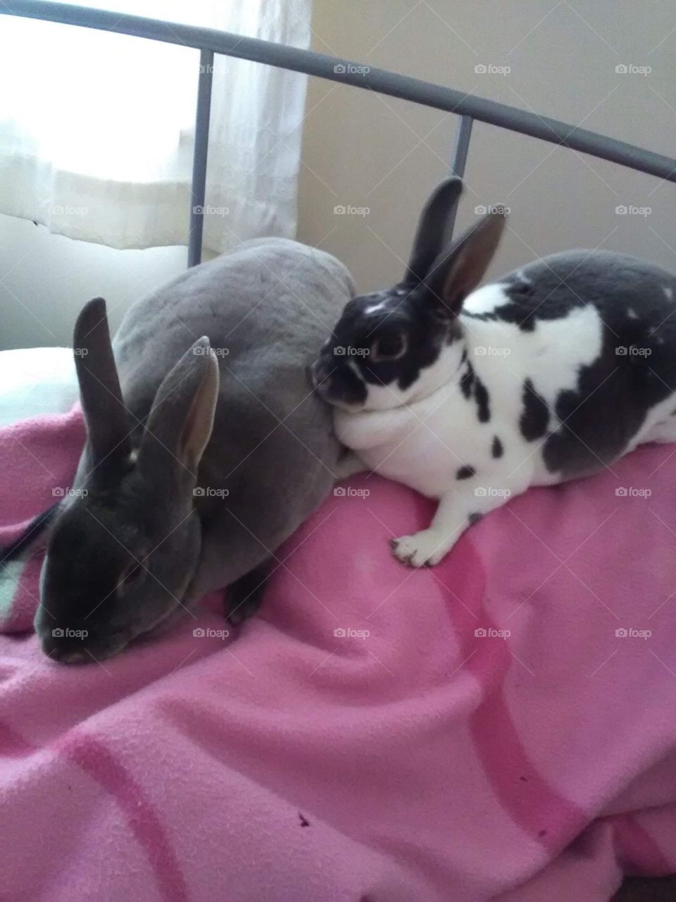 Two cute rabbits on bed