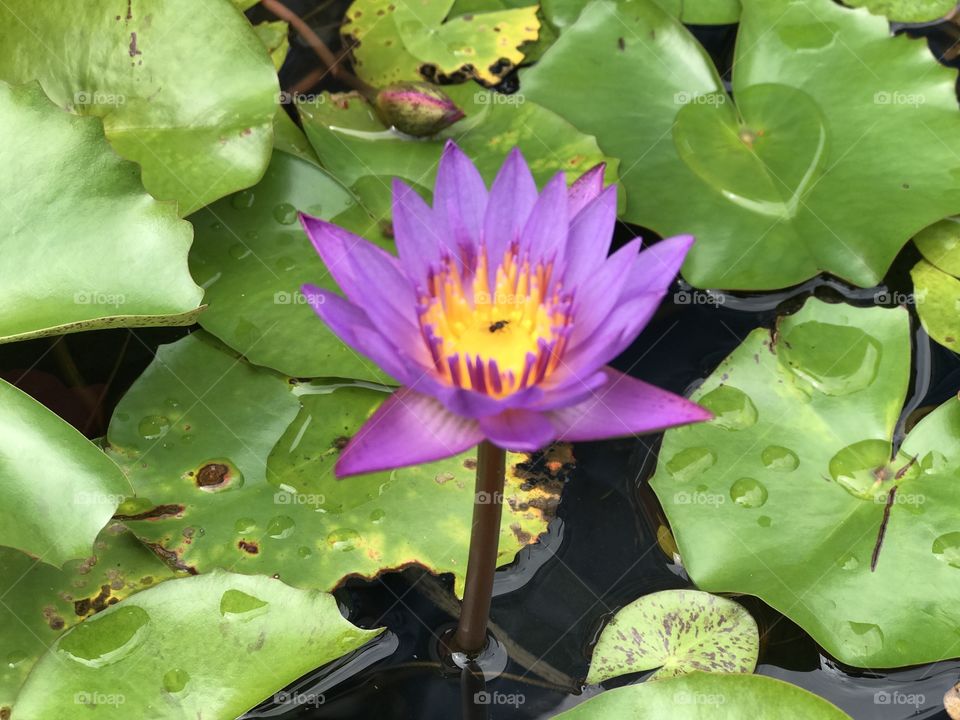 Purple lotus flower at a park 