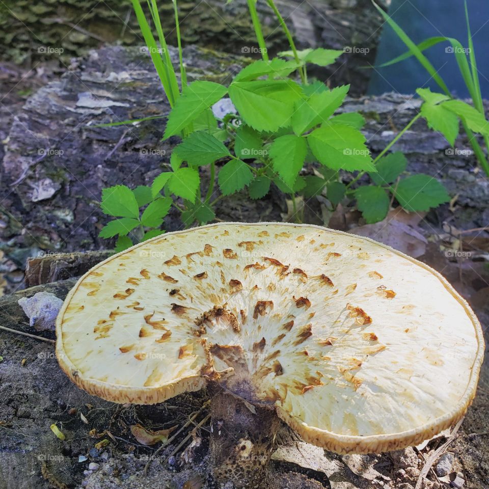 large toad stool mushroom