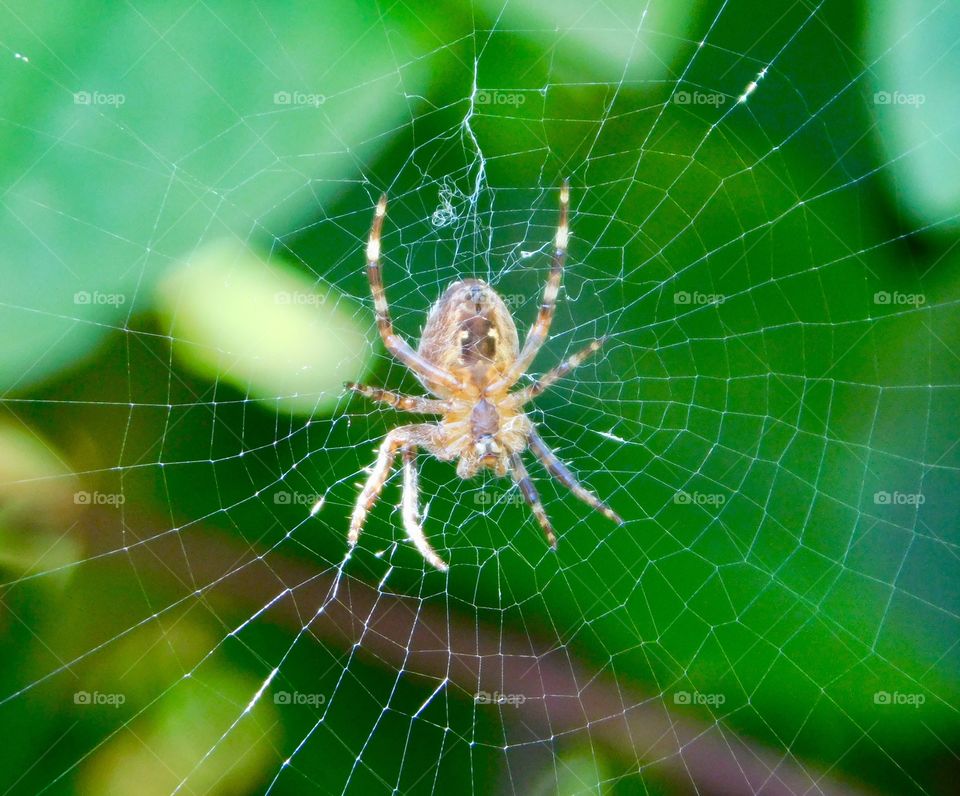 Spider waiting for lunch