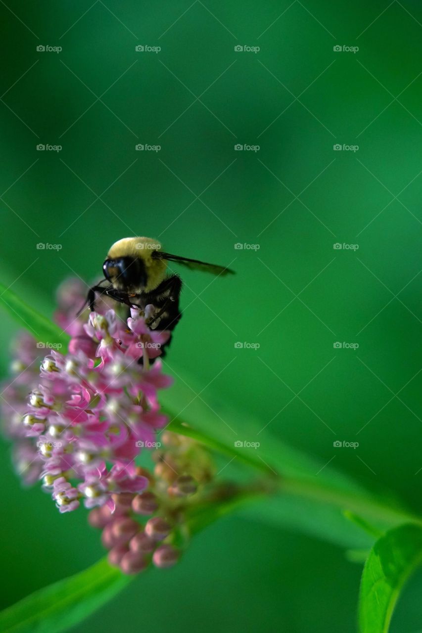 bee