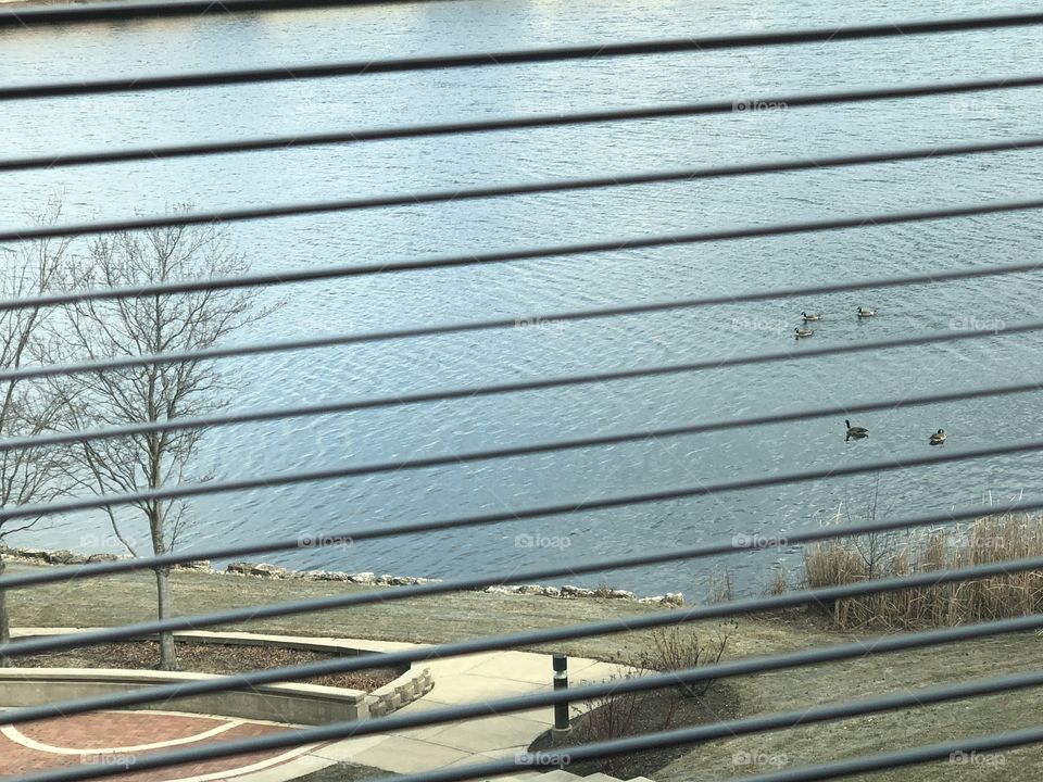 View from office. Geese swimming on sunny day