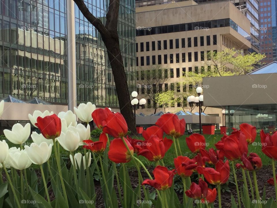 Flowers and the City