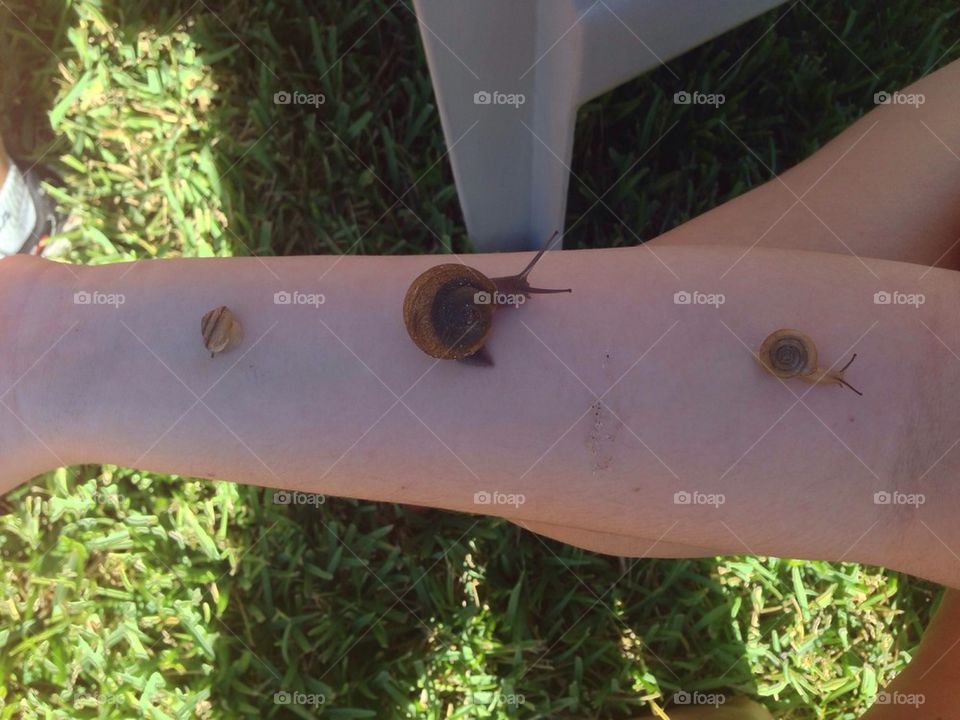 Three snails