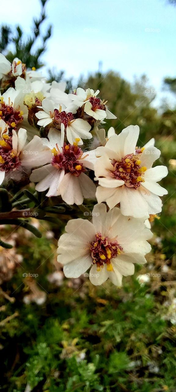 Almond tree