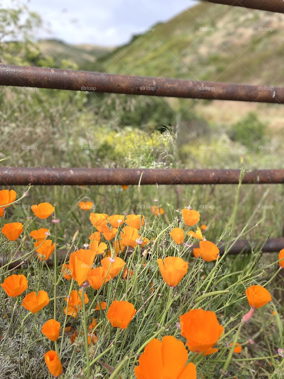 California Poppies