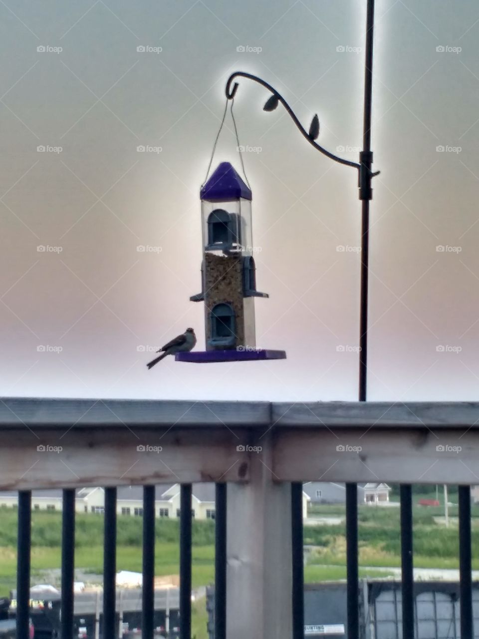 bird feeding at our bird feeder