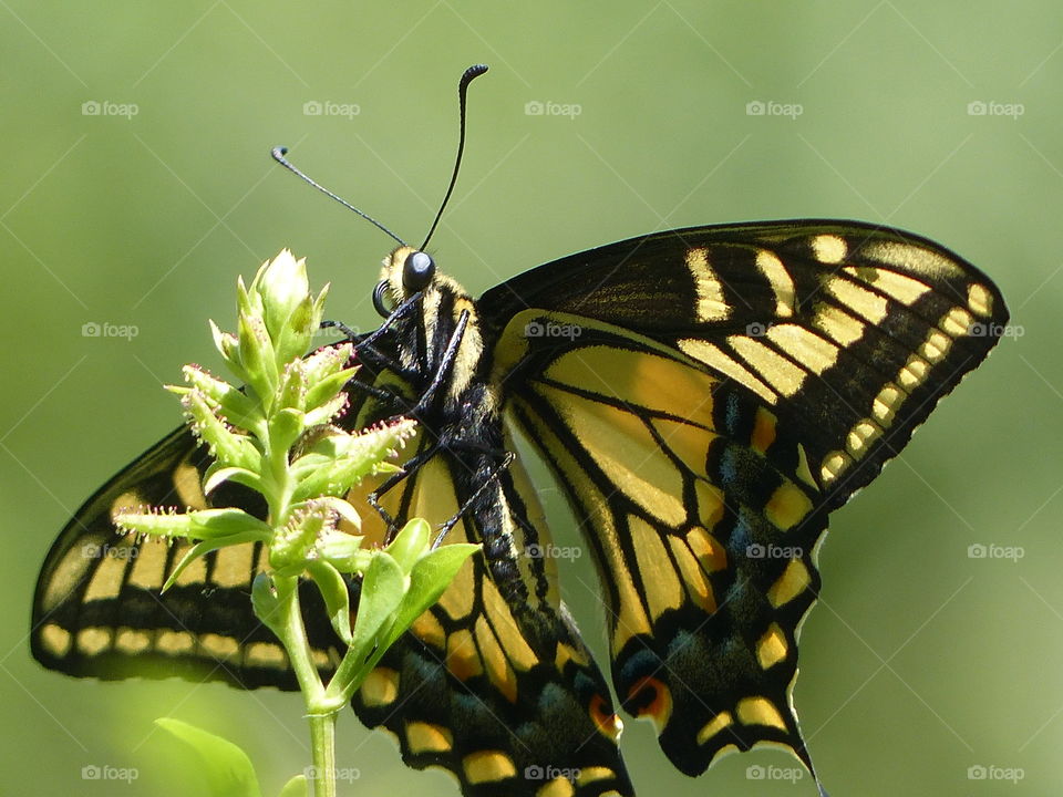 Yellow swallowtail butterfly 