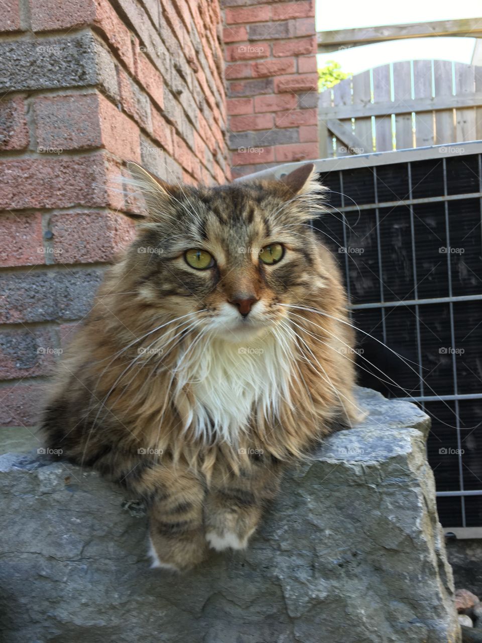 A large/fat maincoon cat. He is sitting outdoors on a large landscaping stone. Behind the cat is an air conditioning unit. Beautiful green eyes, and colourful markings along with long whiskers.