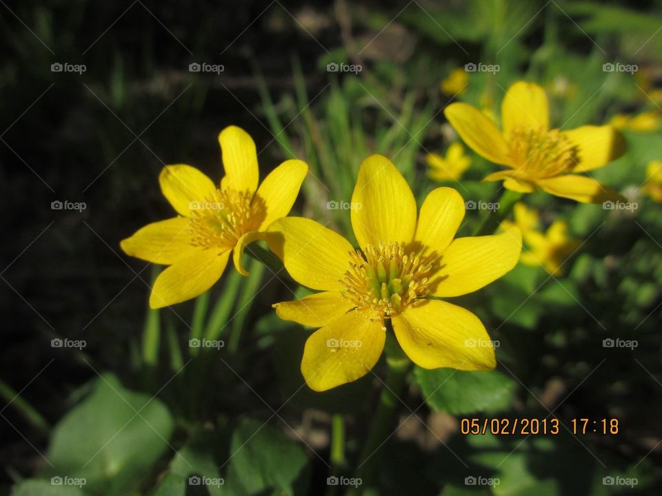 Marsh Marigold