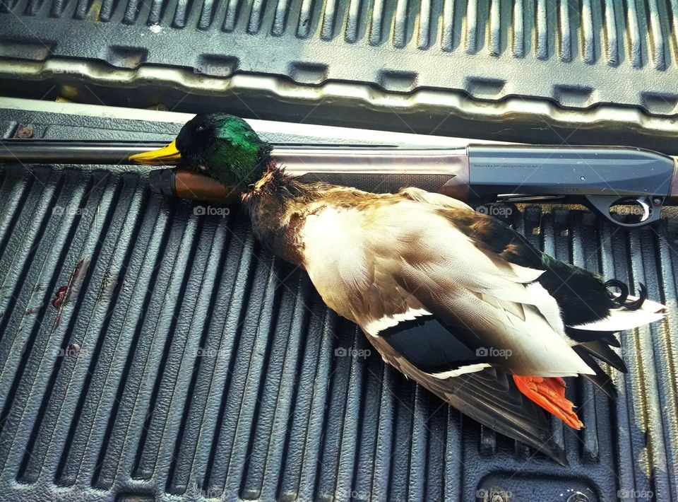duck hunt