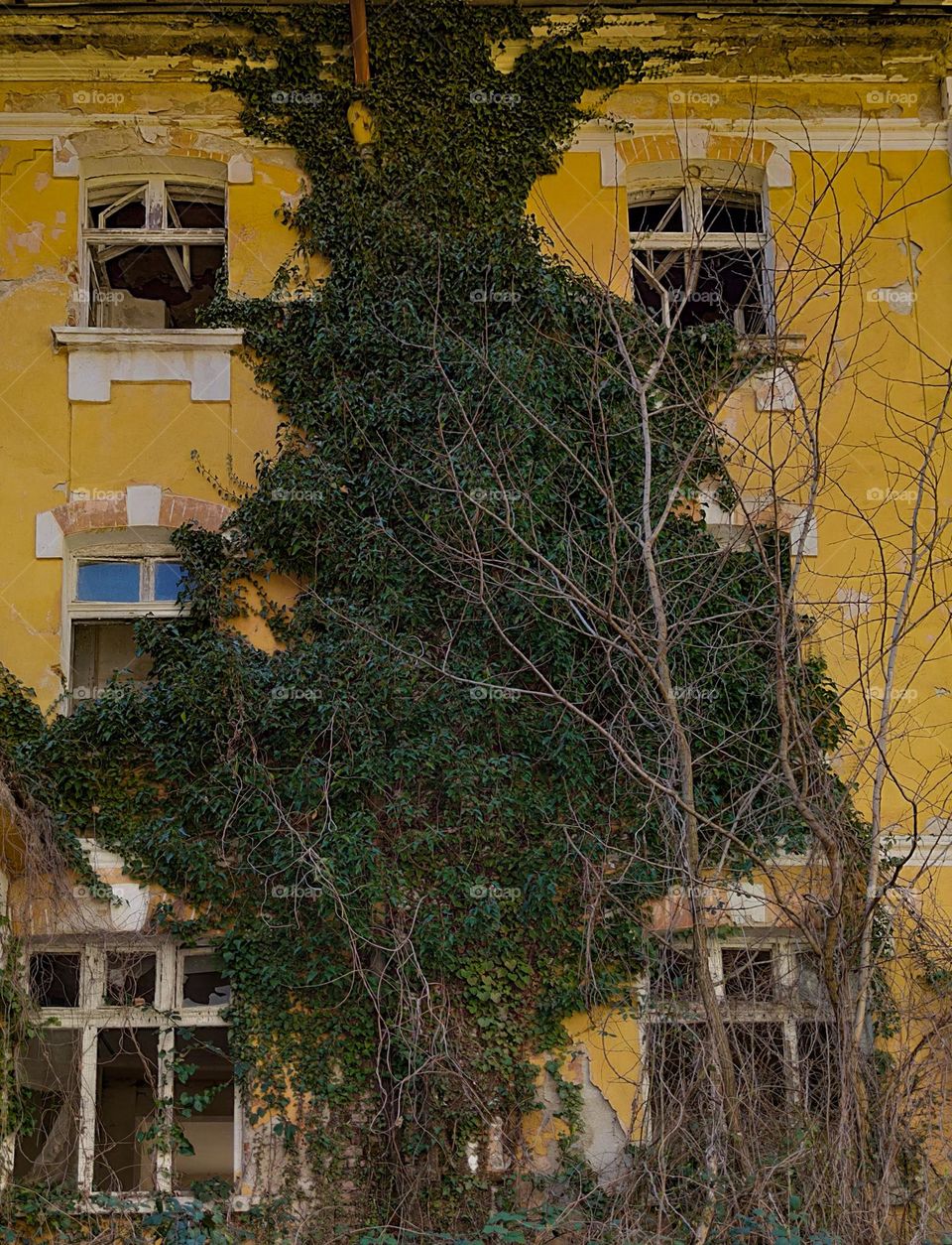 Crawling nature on the facade of an old building