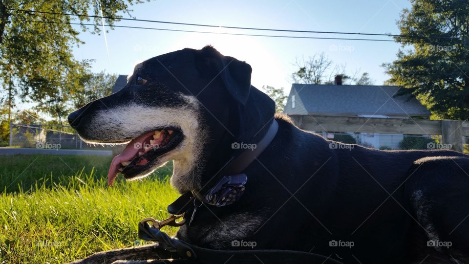 Dog resting on the trail