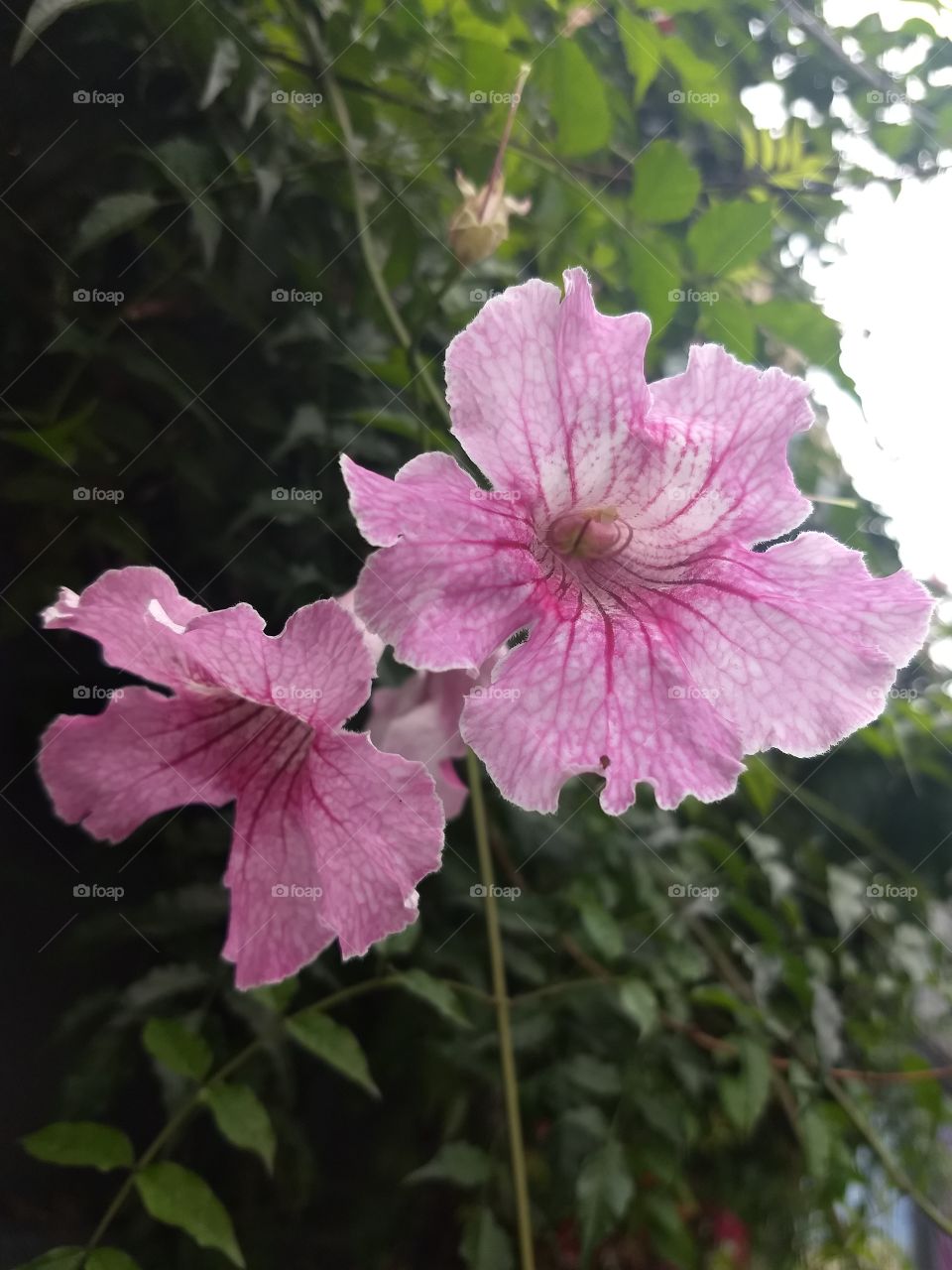 pink Flower