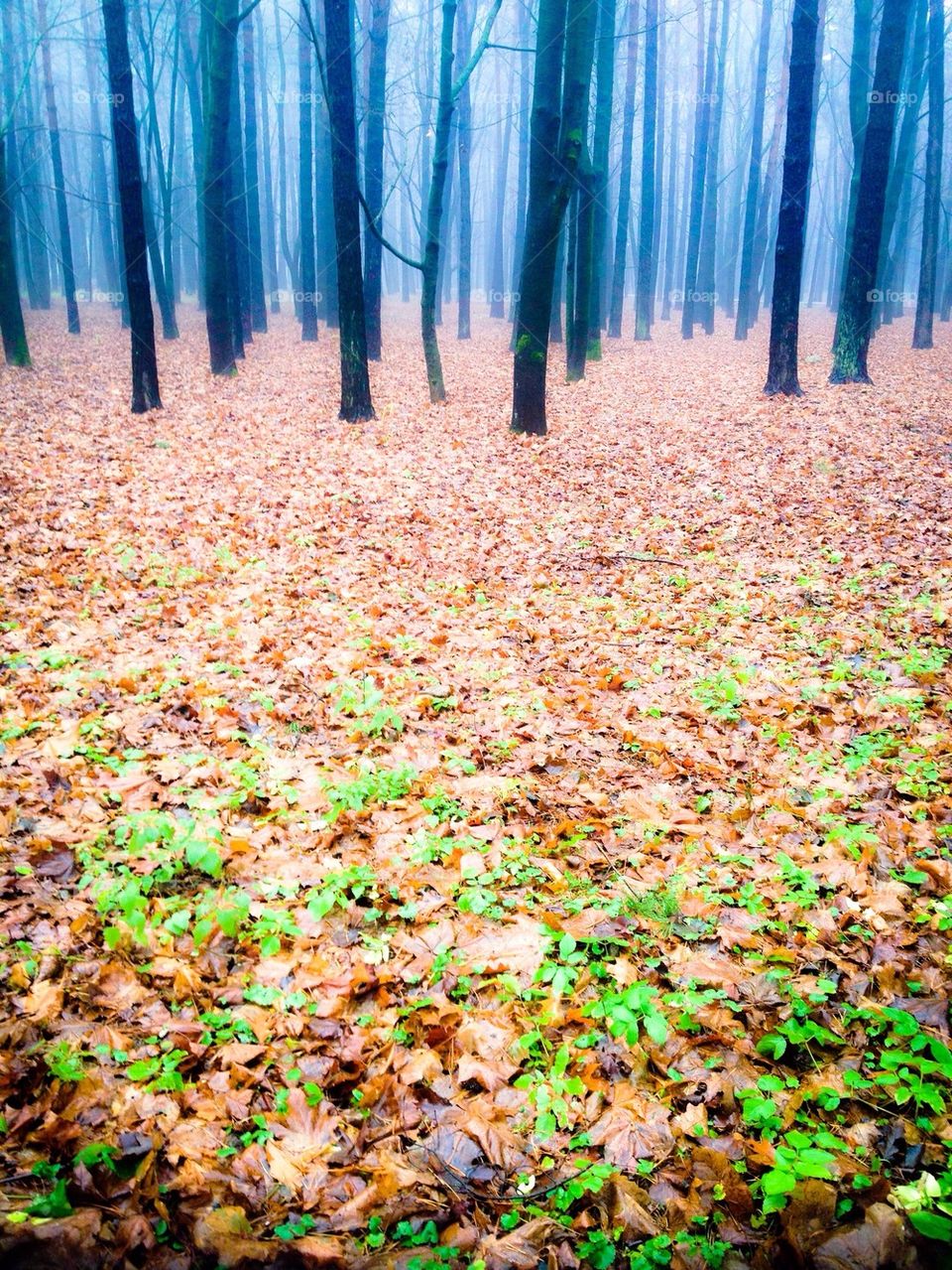 Foggy Autumn Forest