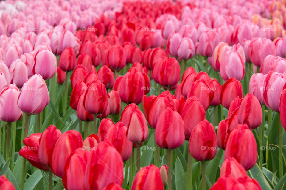 Beautiful tulips 