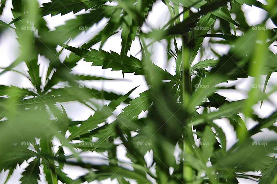 green nature plant by selecshine