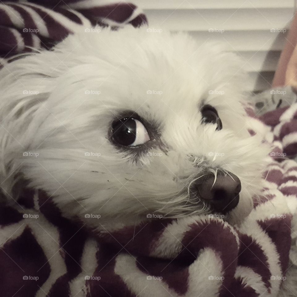 cute Maltese shitzu dog