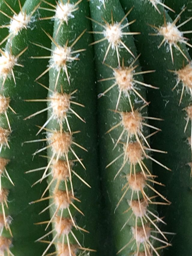 Cactus
