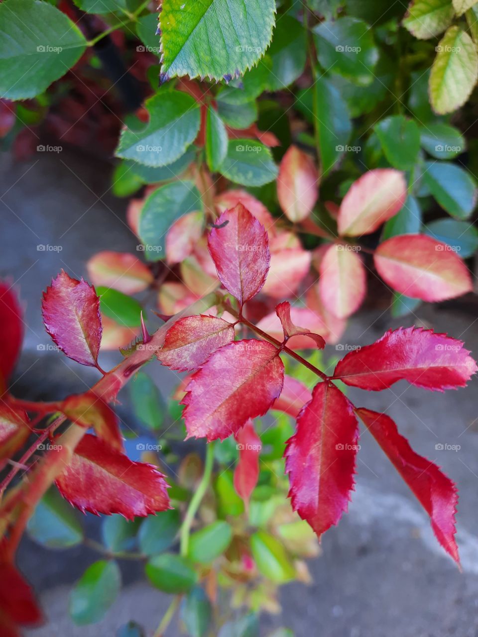 Rose leaves