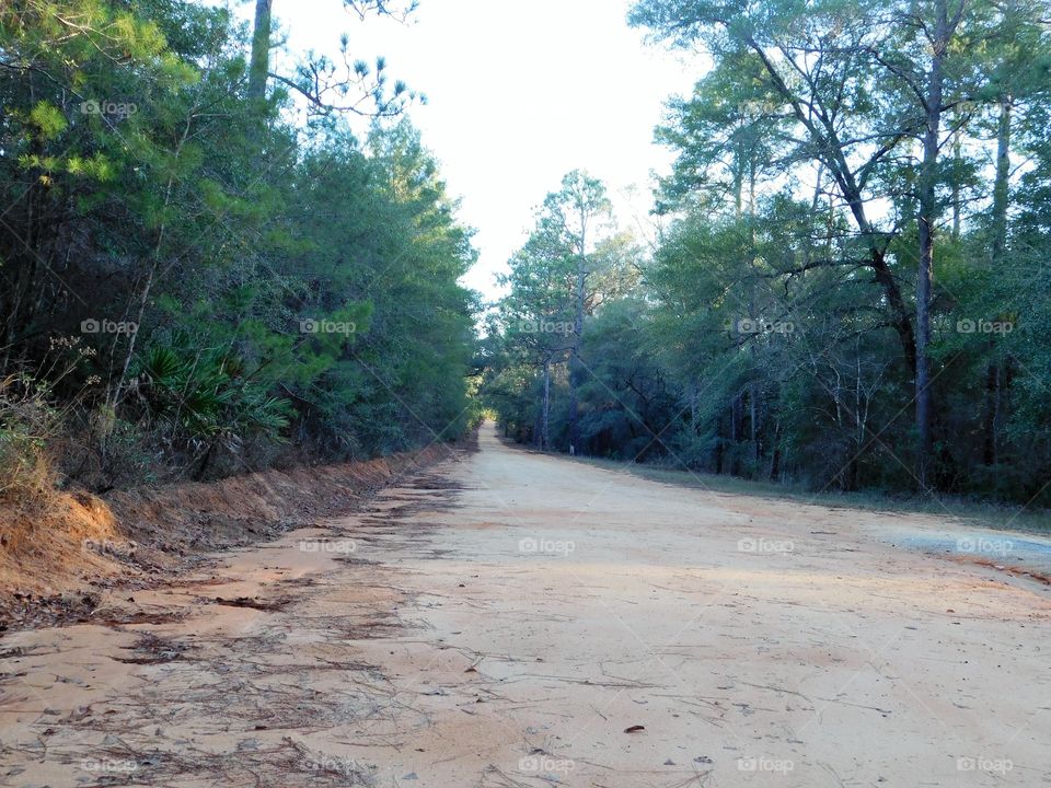 Forest in every season 