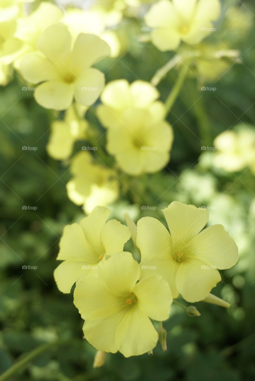 Bermuda Buttercup 
Springs 
California Flower