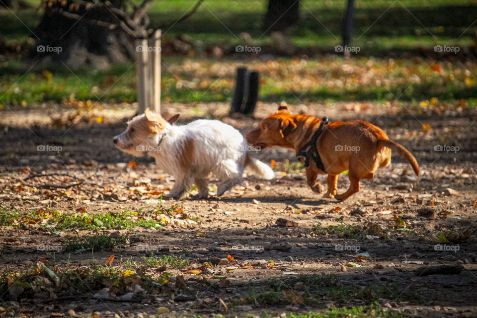 A puppy running and playing at the dog center