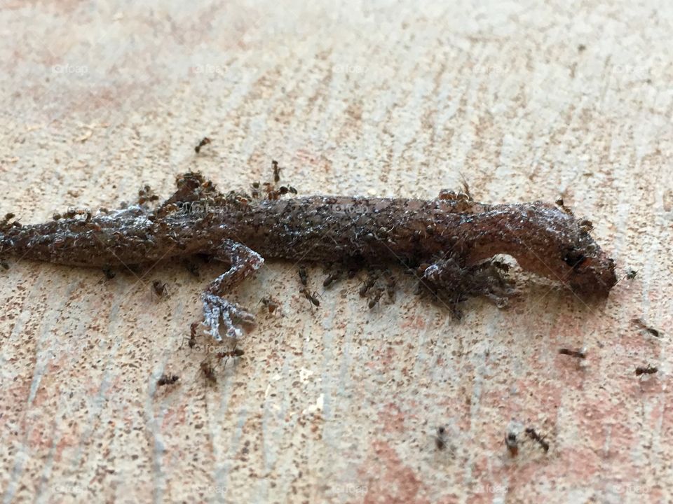 An army if carnivorous ants eating small dead lizard 