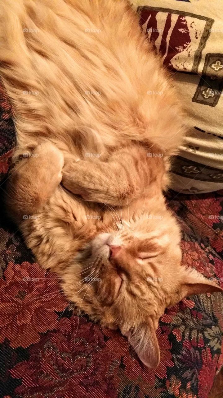 Orange long-haired cat sleeping upside  down