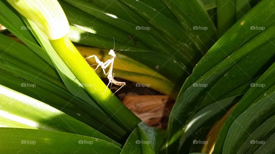 baby mantis - they are white 😃