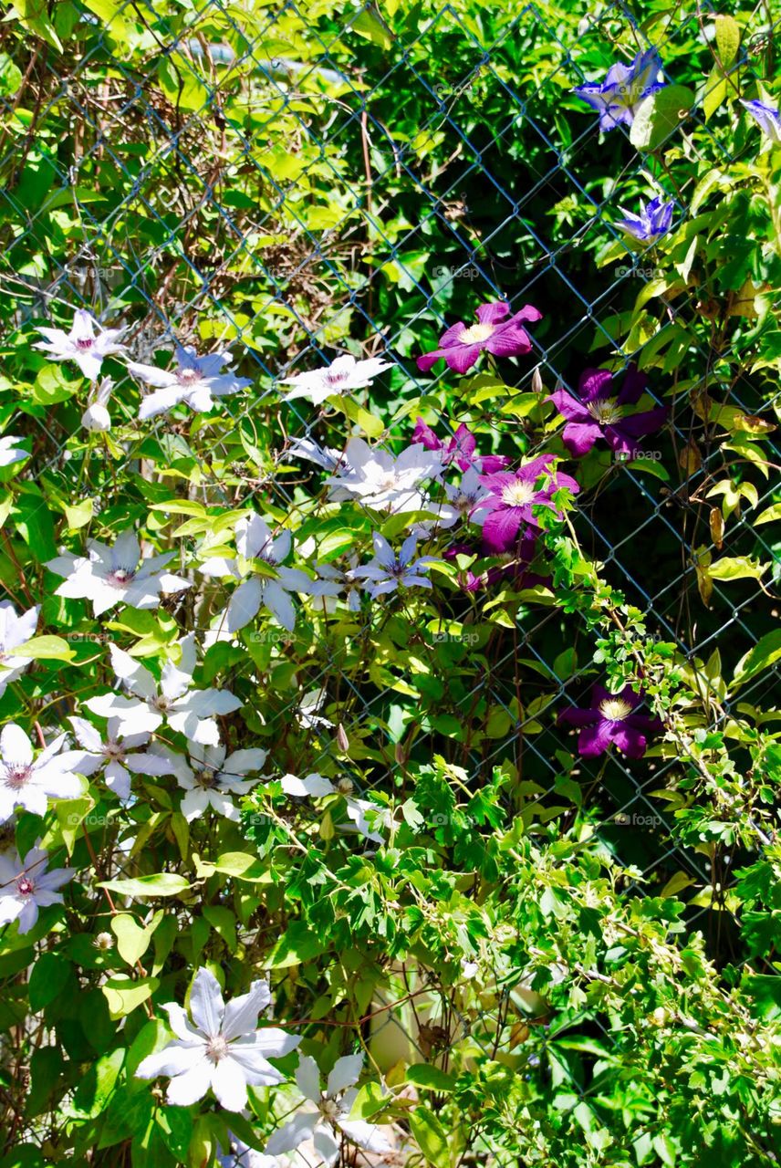 Clematis Climbing up a Chainlink Fence