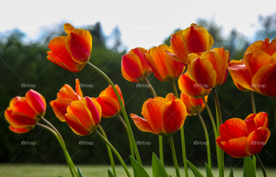 Tulips in bloom