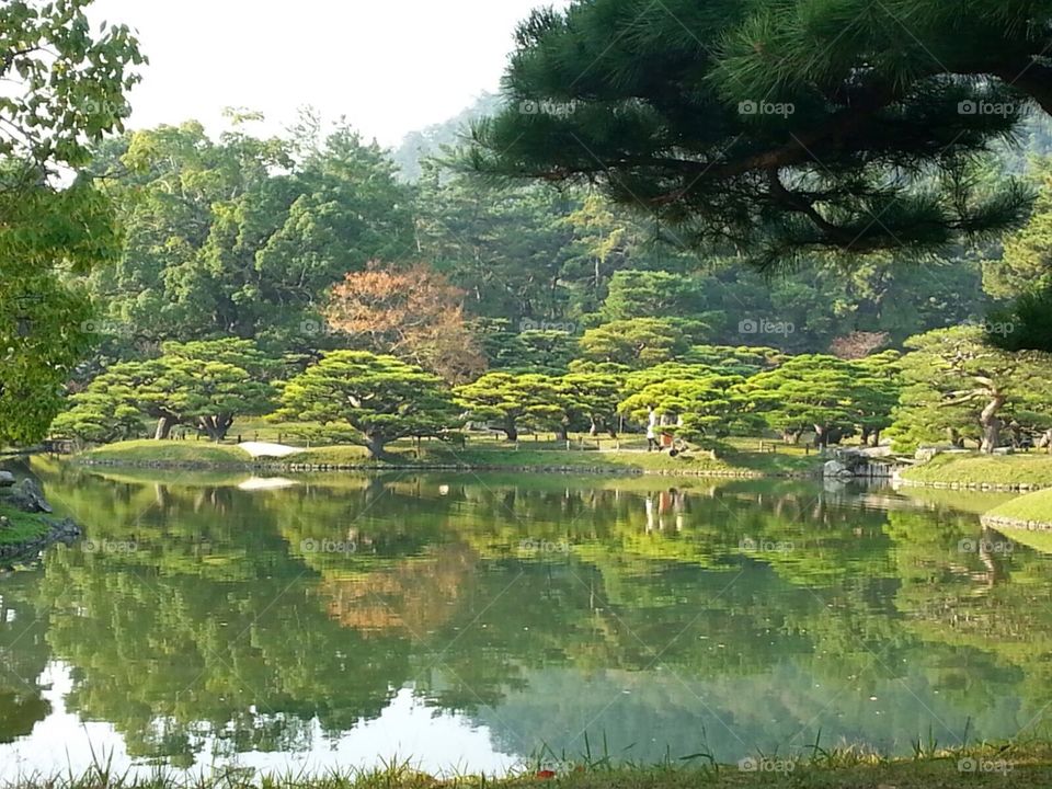 Arbres du Japon. Kyoto...
Trees from Japan, Kyoto...