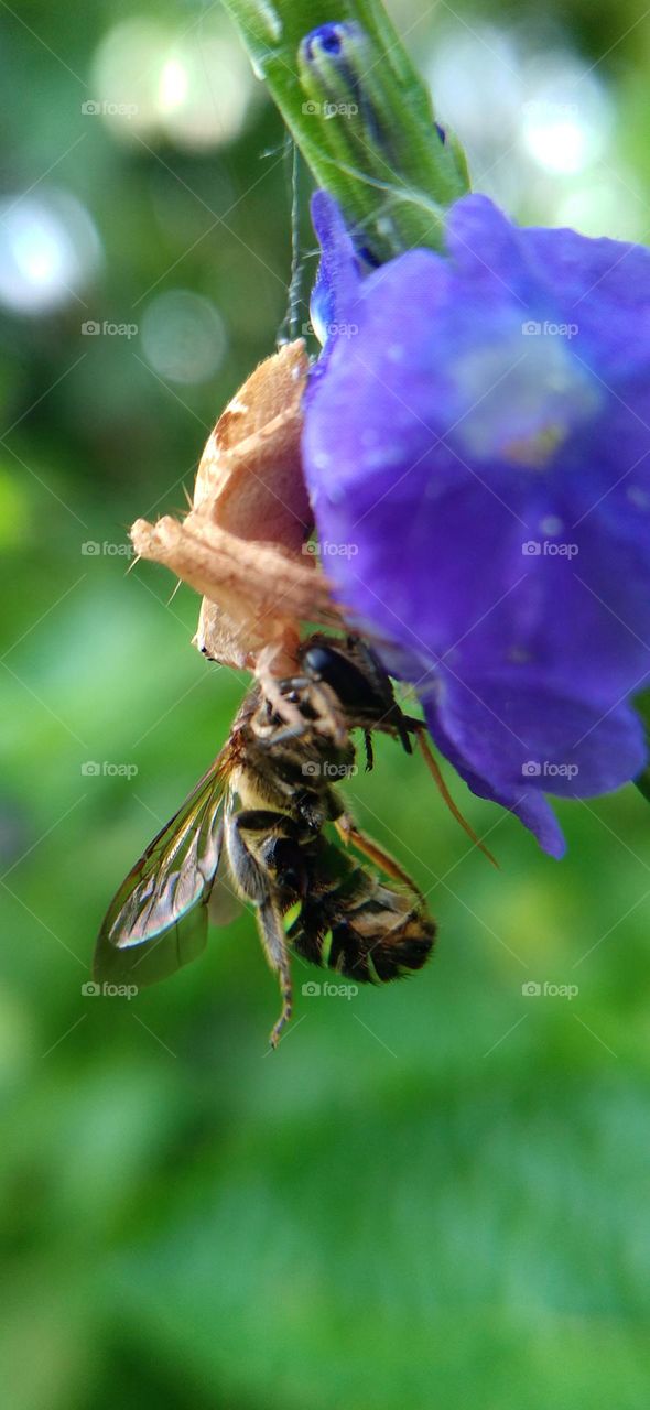Little spider catches honey bee.