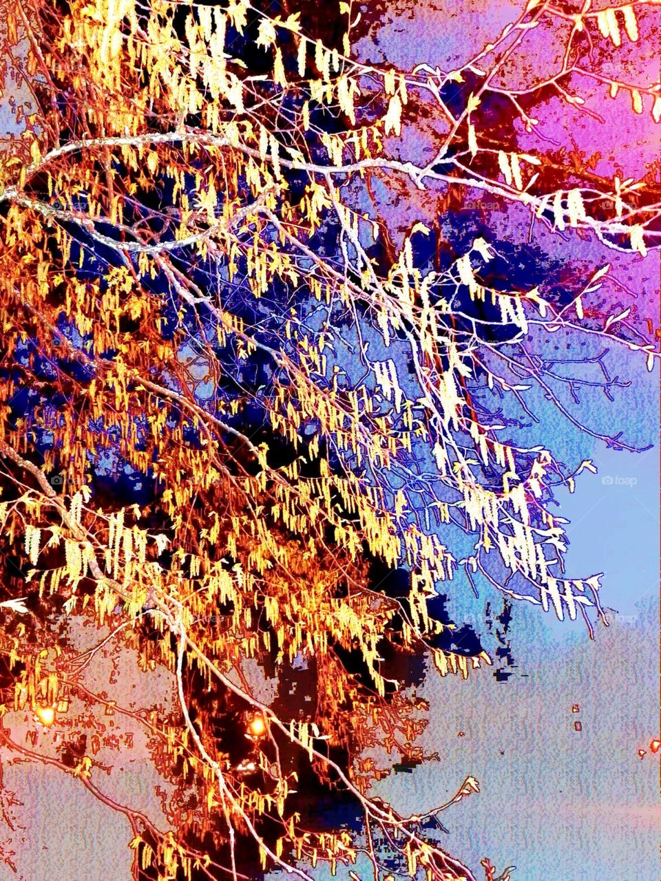 Abstract close-up of a branch full of hazel catkin with colours in the background from a colourful filter
